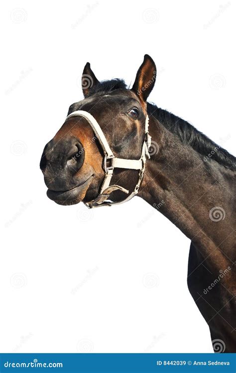 Horse Portrait Stock Image Image Of Pets Stallion Dark 8442039