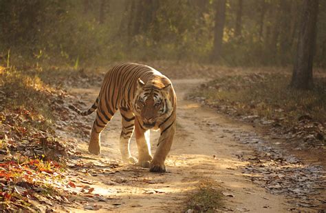 Fileroyal Bengal Tiger Kanha Background Wikimedia Commons