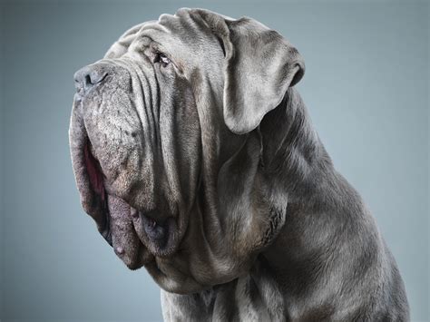 Neapolitan Mastiff Wallpapers Images Photos Pictures Backgrounds