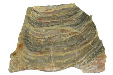27 Polished Stromatolite From Russia 950 Million Years 180022