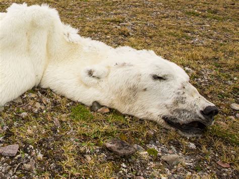 The Polar Bear Who Died Of Climate Change Big Picture Environment