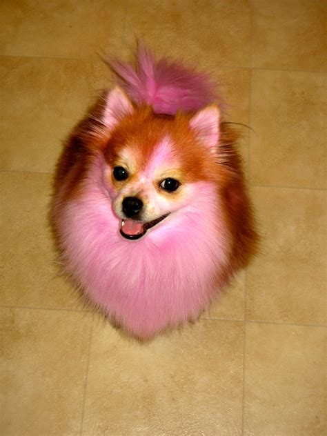 Pink Pomeranian Dog Colors