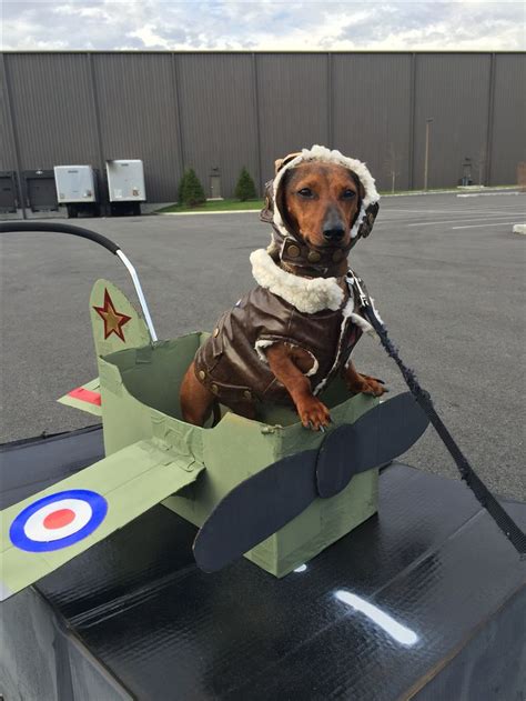 Aviator Dog Costume With Airplane Made Out Of Cardboard Box Weiner Dog