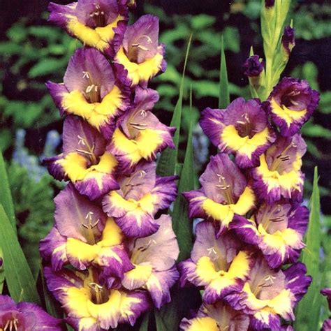 Snap a quick shot and place the picture in the pocket of your spring coat to remind you to plant your own! Gladiolus Flower Bulbs "Dynamite II"