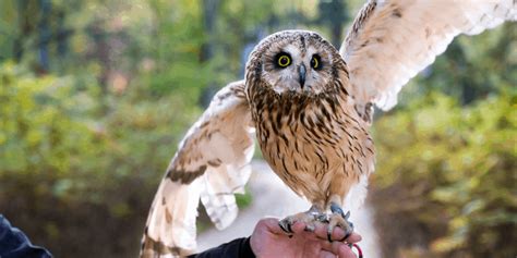 Do Owls Make Good Pets ( Can you legally own one?) | Hutch ...