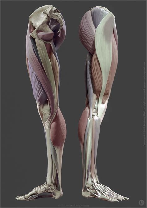 Artstation Leg Anatomy Jekabs Jaunarajs Leg Anatomy Anatomy Images Man Anatomy