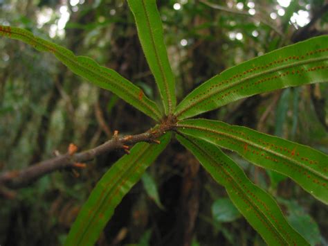 Oleandra Oleandraceae
