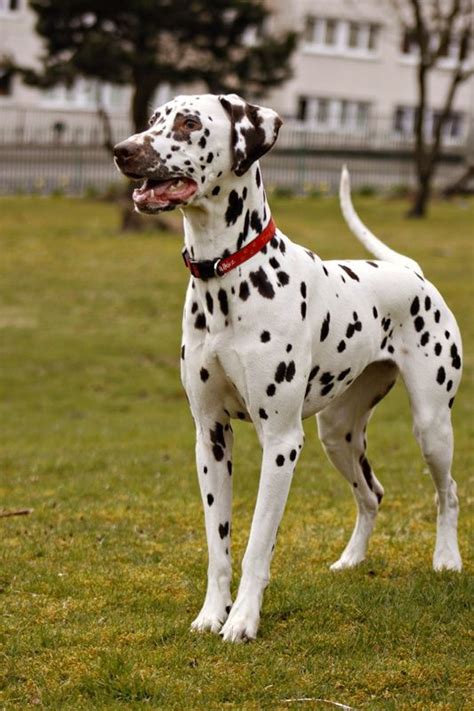 Liver Spotted Dalmatian Amber Dalmatian Dogs Dogs Dalmatian Breed