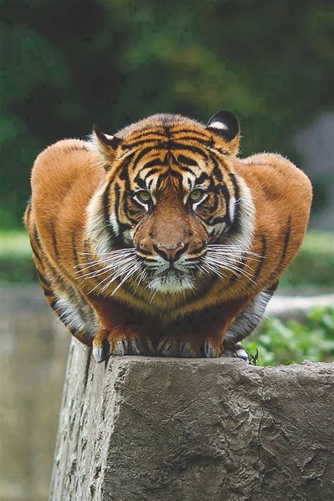 Tigre E Sua Semelhança No Mundo Felino Panorama Eco