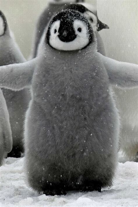 Manchot mignon is on facebook. Les 25 meilleures idées de la catégorie Bébés pingouins ...