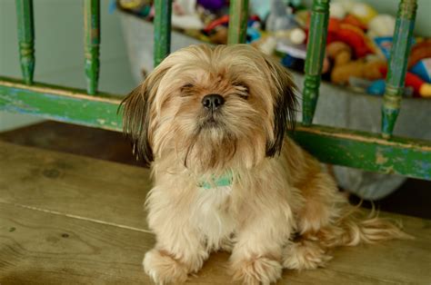 Adopt Callie On Petfinder Pet Care Tips Pet Care Dog Adoption