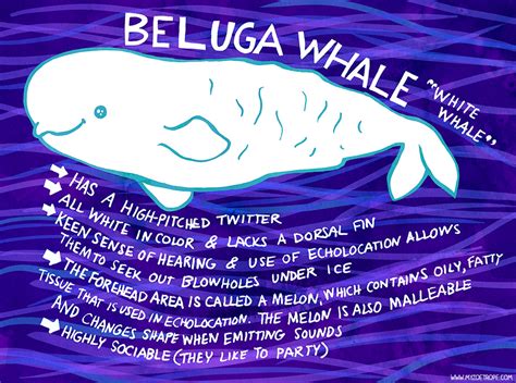 My Zoetrope 026 Beluga Whale