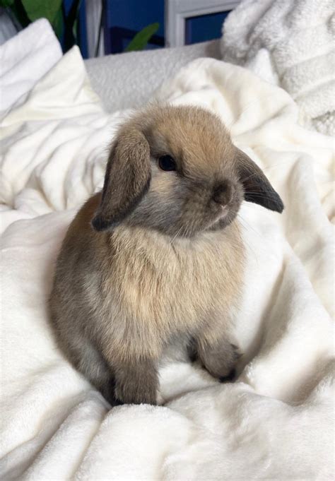 Holland Mini Lop Rabbits For Sale Los Angeles Ca 330395