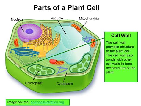 They not only help activate b cells to secrete antibodies and macrophages to destroy ingested microbes, but they also help activate cytotoxic t cells to kill infected target cells. Plant cell - TIC in Bilingual Classroom at CEIP Monte Albo