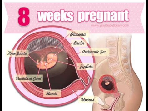 #pregnancy scare #8 weeks pregnant #bleeding during pregnancy #pregnancy after miscarriage #praying for the best. pregnancy week 8 weeks pregnant - YouTube