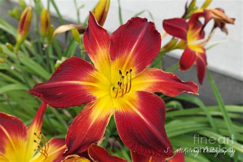 Sunny Day Lily Photograph By Suzanne Mckelvey Fine Art America