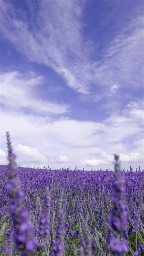 Lavender Field Purple Flowers Sky Clouds 750x1334 Iphone 8766s