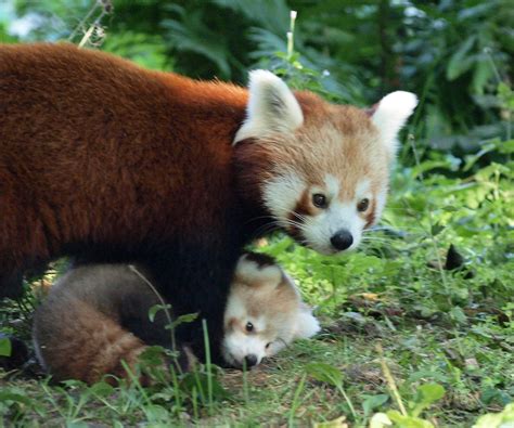 Red Panda Mom And Cub In Germany Rredpandas