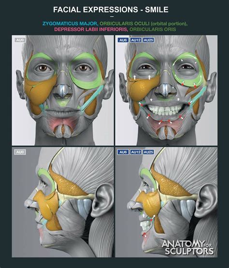 Artstation Facial Expressions Smile Anatomy For Sculptors