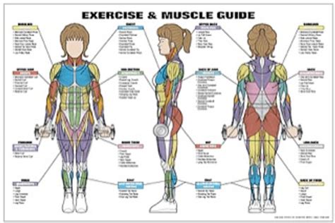 Exercise Educational Posters