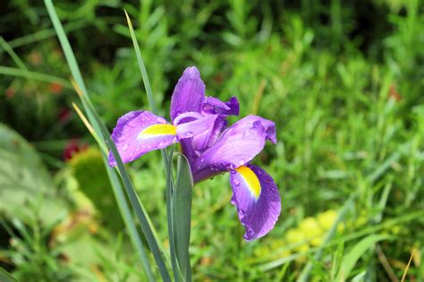 Fileiris Plant Img 8525 1725 Wikimedia Commons