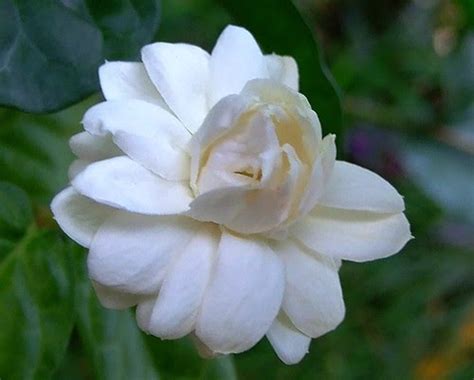 Only In India Jasmine Flower