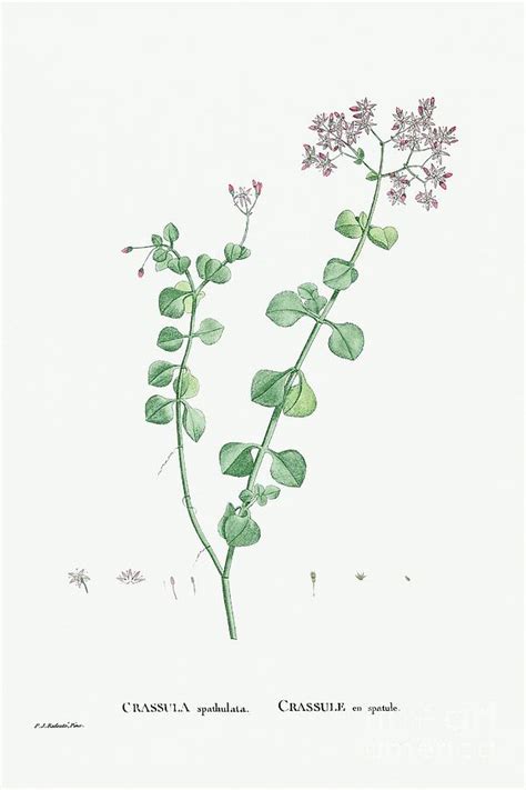 crassula spathulata uguwe from histoire des plantes grasses 1799 by pierre joseph redoute