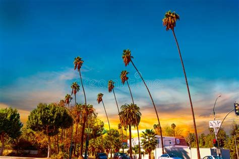 Palm Trees At Sunset On Boulevard In Los Angeles Stock Image Image Of