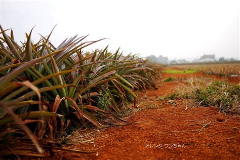 10 points11 points12 points submitted 2 months ago by lx881219. 【嘉義漫步遊記】旺萊山 土鳳梨酥文化園區 PineApple Hill 中正大學│民雄(打貓)：土生土長鳳梨之鄉～酸甜好味 ...