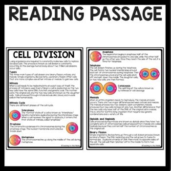 That's why we have entry tests for all applicants who want to work for us. Cell Division Reading Comprehension Worksheet Mitosis And Meiosis Science Answer Key - Meiosis ...