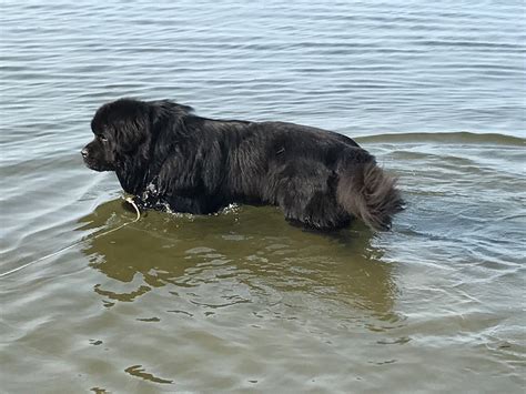 Swim Time Newfoundland Dog Cute Animals Animals