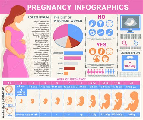 Pregnancy Infographic Health Of Pregnant Women And Fetal Development Vector Illustration With