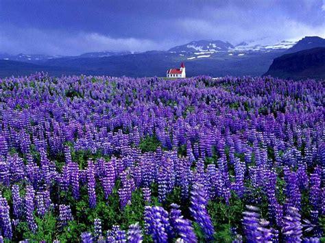 Lupin Field Norway All Nature Amazing Nature Nature Pics Iceland