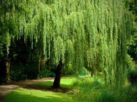 Getty Garden Weeping Willow Tree Dwarf Weeping Willow