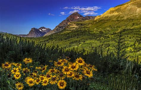 Wallpaper Forest Flowers Mountains Valley Montana Glacier National