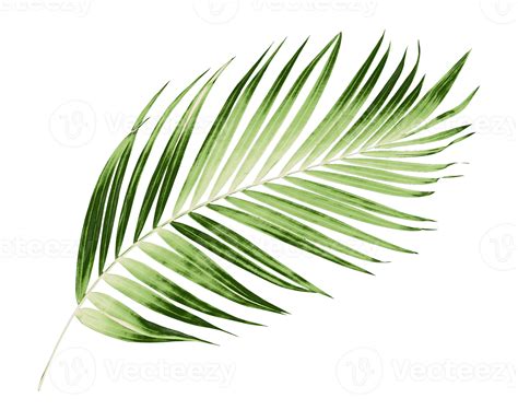 Groene Bladeren Van Palmboom Op Transparante Achtergrond Png Bestand