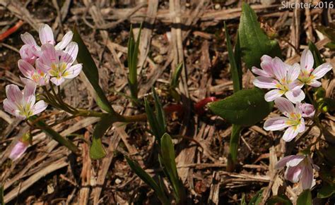 Western Spring Beauty Lance Leaf Spring Beauty Claytonia Lanceolata