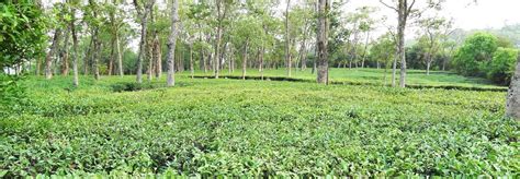 Plantations cover large tracts of land, using capital wheat: Darang Tea Estate in Himachal Pradesh | Tea Plantation in Himachal