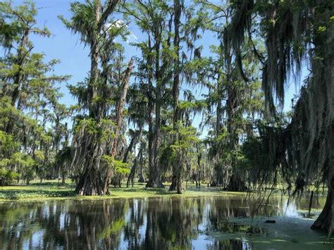 How To Visit The Bayou And Swamps In Louisiana Urbaine City