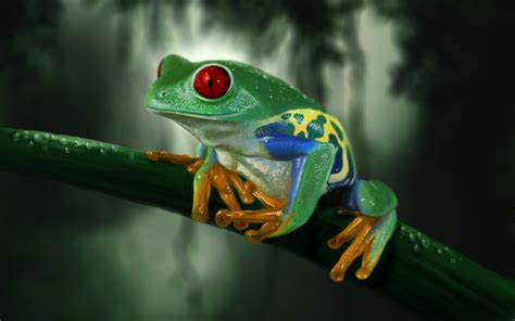 48 Bing Tree Frog Wallpaper Wallpapersafari
