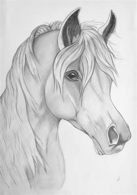 Pencil Beautiful Horse Drawing Ph