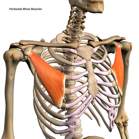 Pectoralis Minor Anatomy Chest Muscles Anatomy Art The Best Porn Website