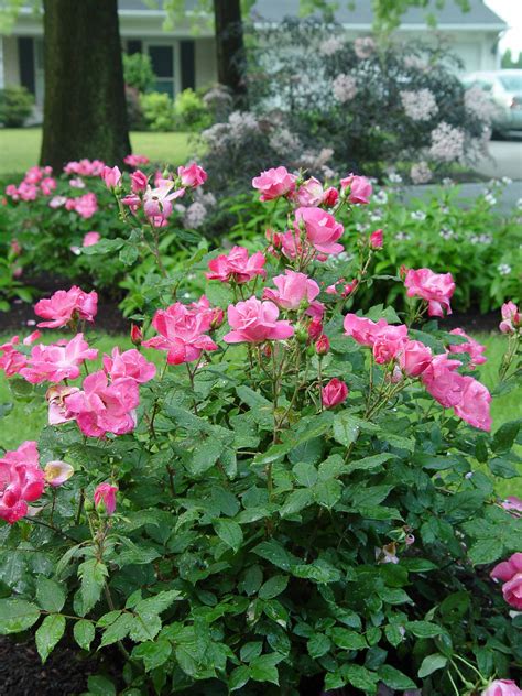 Rose Pink Knock Outr Garden Housecalls