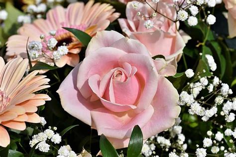 Rose Rose Bloom Floribunda Pink Blossom Bloom Garden Rose
