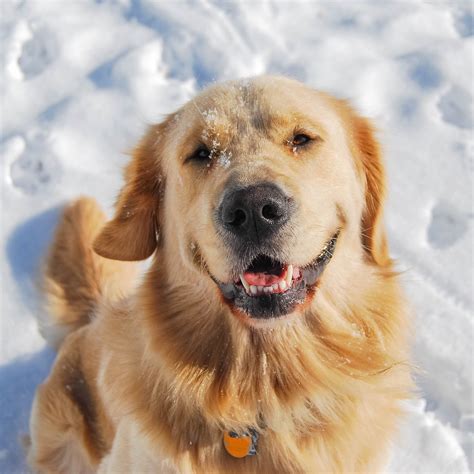 Experience makes all the difference. Beautiful golden retriever happy as can be during winter ...