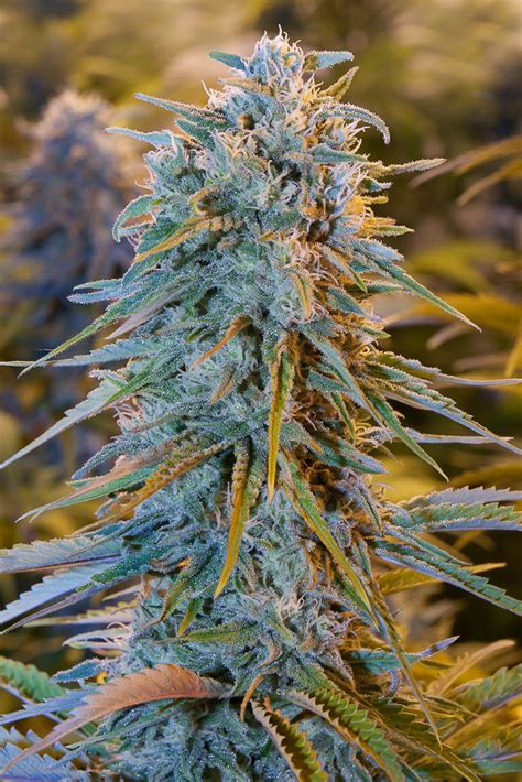 Blue Dream Buy Hso Cannabis Seeds