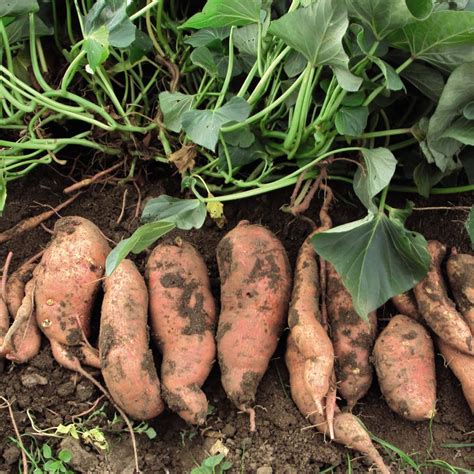 Cultivating Sweet Potatoes Microfarm Organic Gardens Blog Microfarm