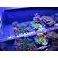 10 Steps To Follow For A Successful Reef Tank •Orphek