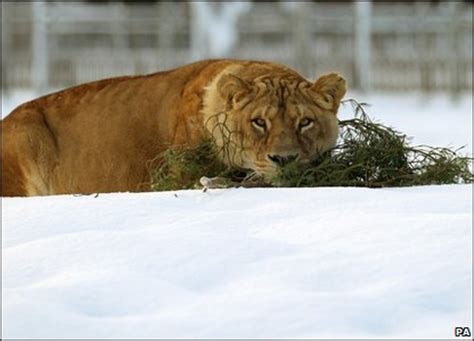 Big cats explores the lives of wild lions, tigers, jaguars, and more. CBBC - Newsround - In Pics: Big cat in the big freeze!