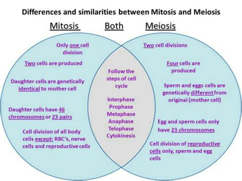 Similarities Between Mitosis And Meiosis Slideshare